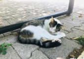 Учёные узнали, почему кошки спят на левом боку