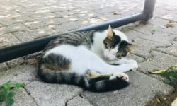 Учёные узнали, почему кошки спят на левом боку