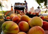 Россельхознадзор уполномочен заявить: Азербайджан завозил в Россию вредителей