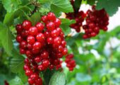 Россиянам назвали пользу красной смородины