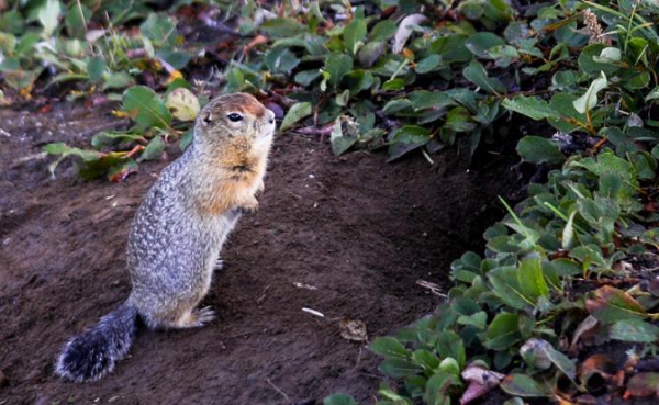 Бурятов призвали не есть сурков, чтобы не заболеть чумой