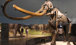 Генетическая экспертиза раскрыла подробности о последних мгновениях жизни мамонта 40 000 лет назад