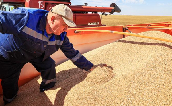 Урожай для экспорта или для народа? Почему амбары ломятся, а кошелки пустеют