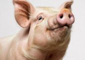 Органы от доноров-свиней будут пересаживать россиянам по ОМС