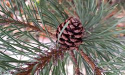 Доисторическая мужская шишка позволила установить предков хвойных растений тайги