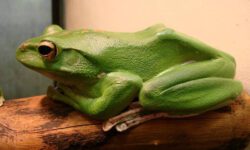 «Лягушачий» ген способствовал заживлению ран мышей