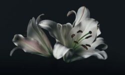 Актрису театра и кино Екатерину Ведунову и ее дочь похоронили в Балаково