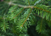Сибирские ученые разработали препарат из ели, препятствующий свертыванию крови