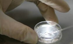 ДНК-экспертиза указала на испанского дворянина как на настоящего отца Христофора Колумба