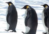 Императорские пингвины признаны вымирающим видом: лед тает быстрее
