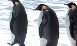 Императорские пингвины признаны вымирающим видом: лед тает быстрее