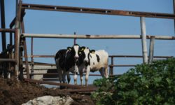 А был ли ящур, неизвестно. Но тысячи разорённых фермеров — факт