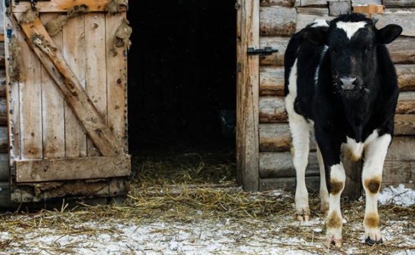 Почем нынче бешенство: причинами массового забоя скота в Сибири должны заняться компетентные органы Почем нынче бешенство: причинами массового забоя скота в Сибири должны заняться компетентные органы