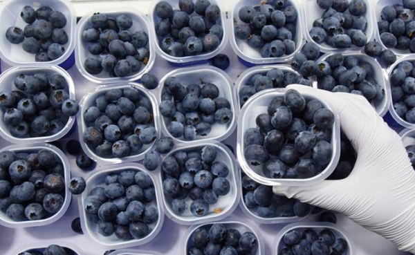 &laquo;Золотая&raquo; голубика: почему импортные ягоды кусаются в цене и при чем тут Марокко